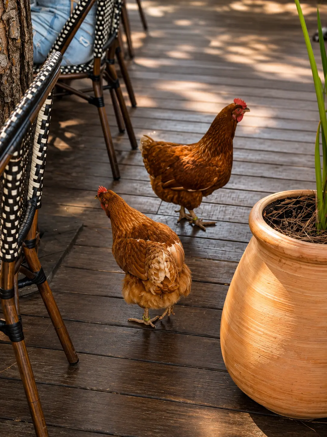 Les poules du Will sur la terrasse en bois